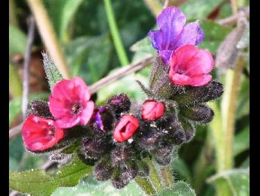 pulmonaires (dÃ©tail)