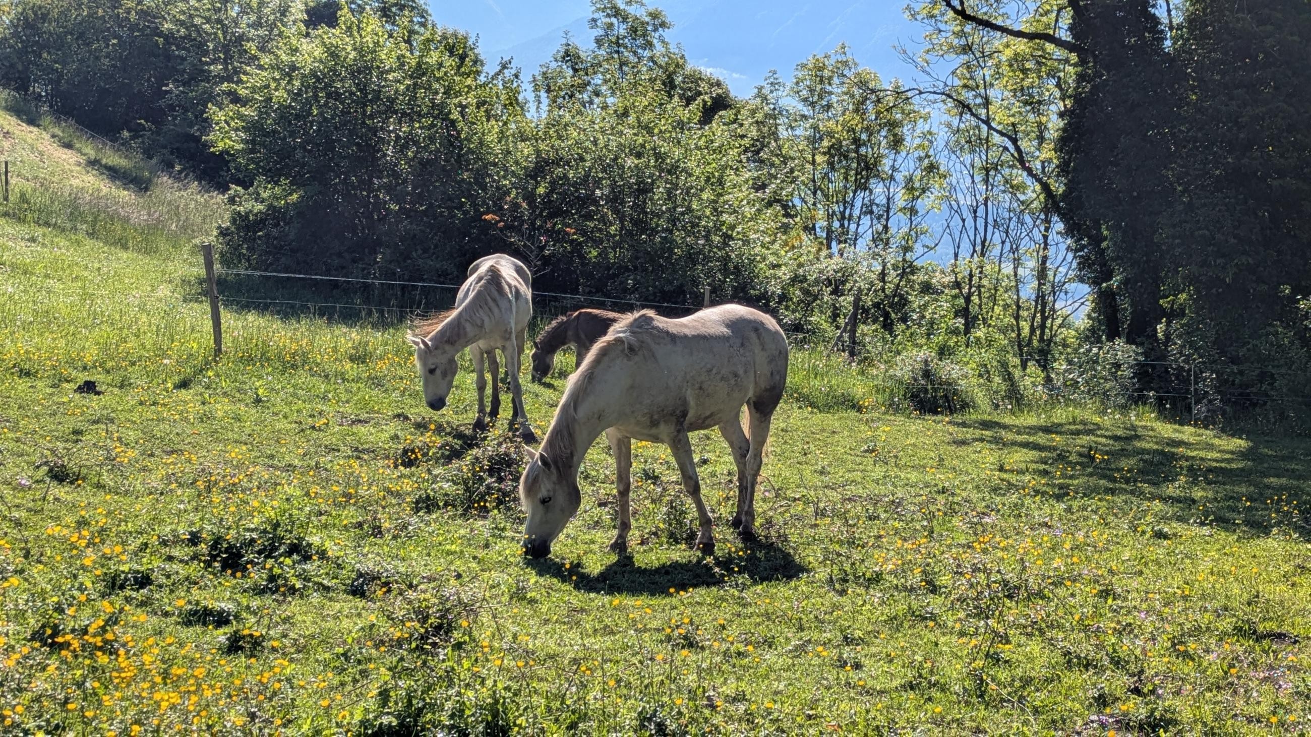 PXL_20250510_071151643.MP