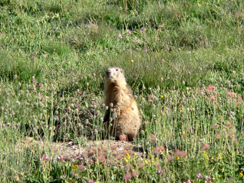 Qu'y a t il dame marmotte?