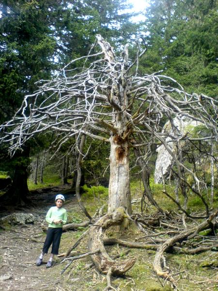 Quel arbre étrange...