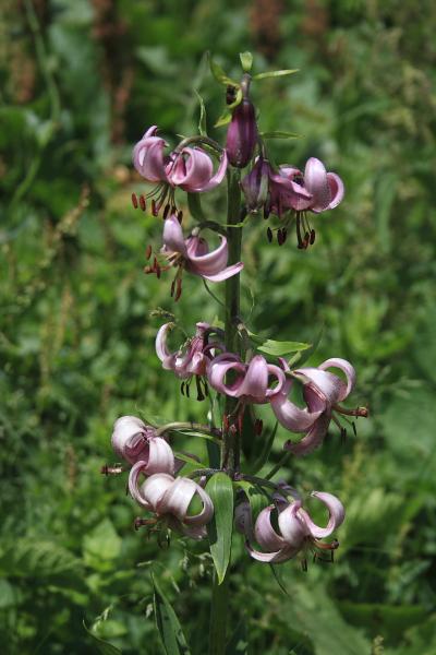 Quelques beaux lys vers Mont St Mury