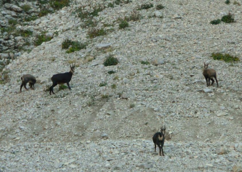 Quelques bestioles à cornes frigorifiées