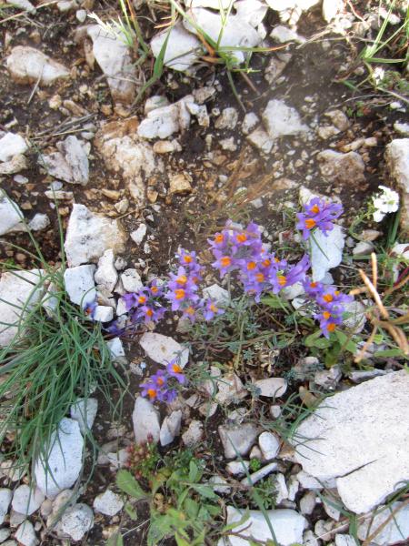 Quelques petits plants de Linaire