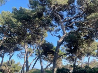 Sentier du littoral - boucle Est