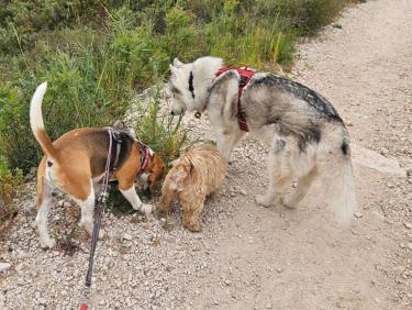 Sortie dominicale des 🐕