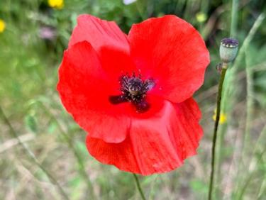 Balade autour du Bombardier avec Thalie 🐕