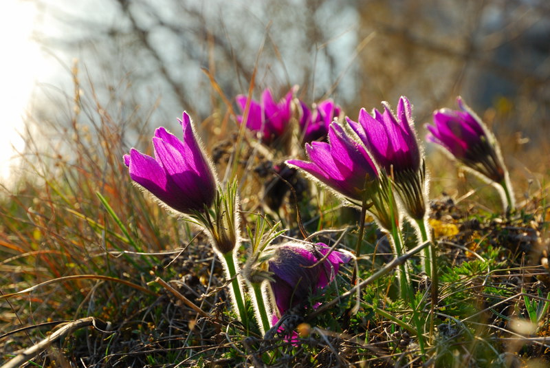 que sont ces fleurs ??