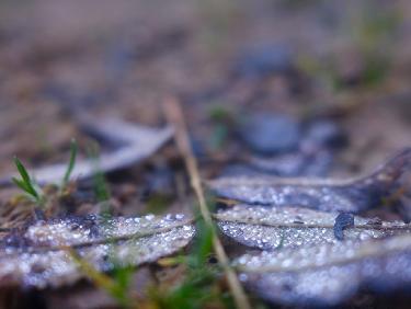 quelques perles... toutes fragiles... 