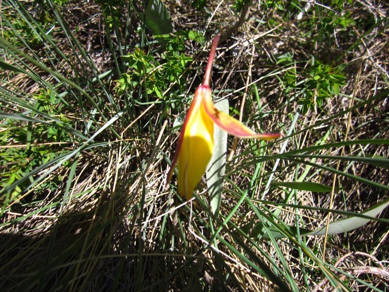 quelques tulipes..