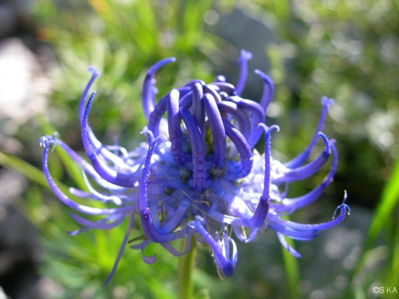 Raiponce de Charmeil (Phyteuma charmelii)