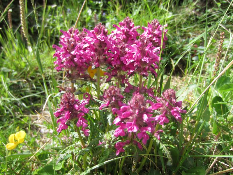 Rando fleurie