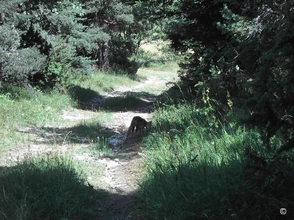 Renard.