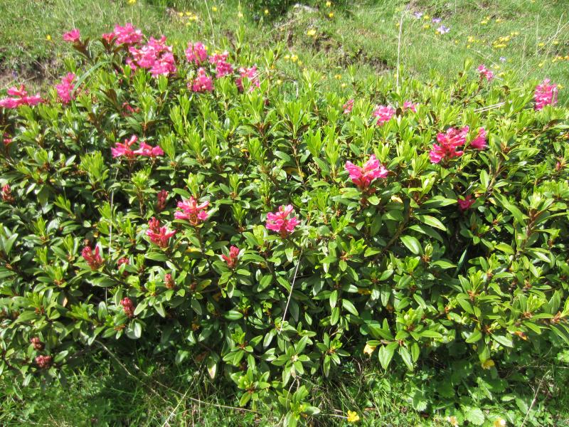 Rhododendron Ferrugineux