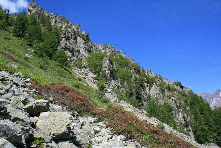 Rhododendrons en fleur