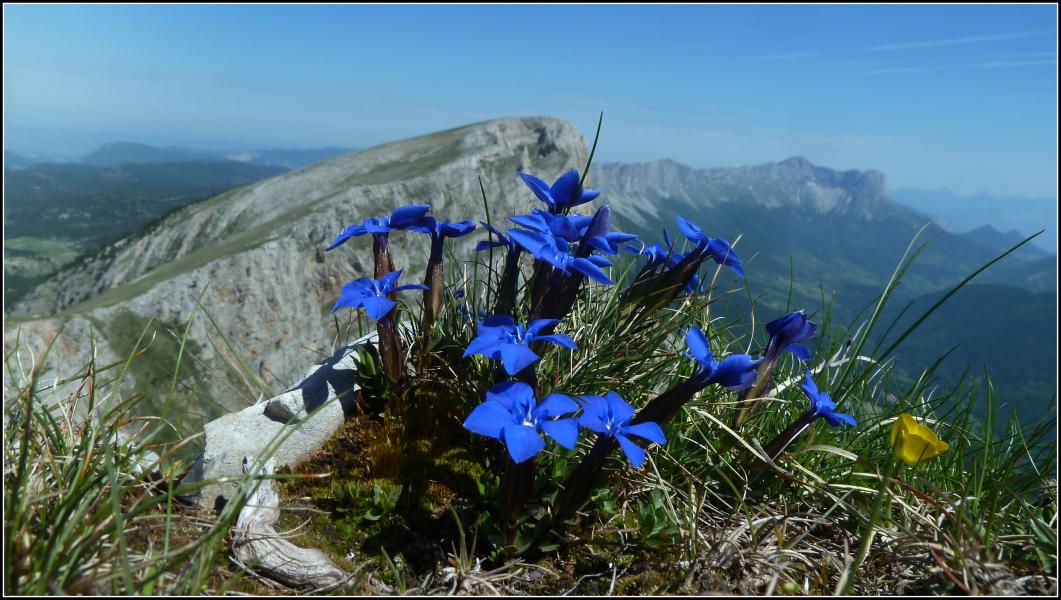 Roche Rousse