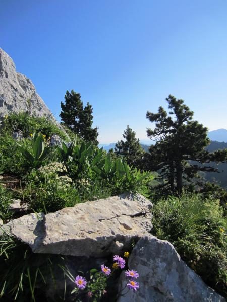 Rochers, fleurs, pins, soleil, ciel bleu!