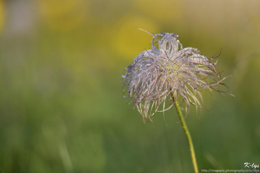 Rosée du matin