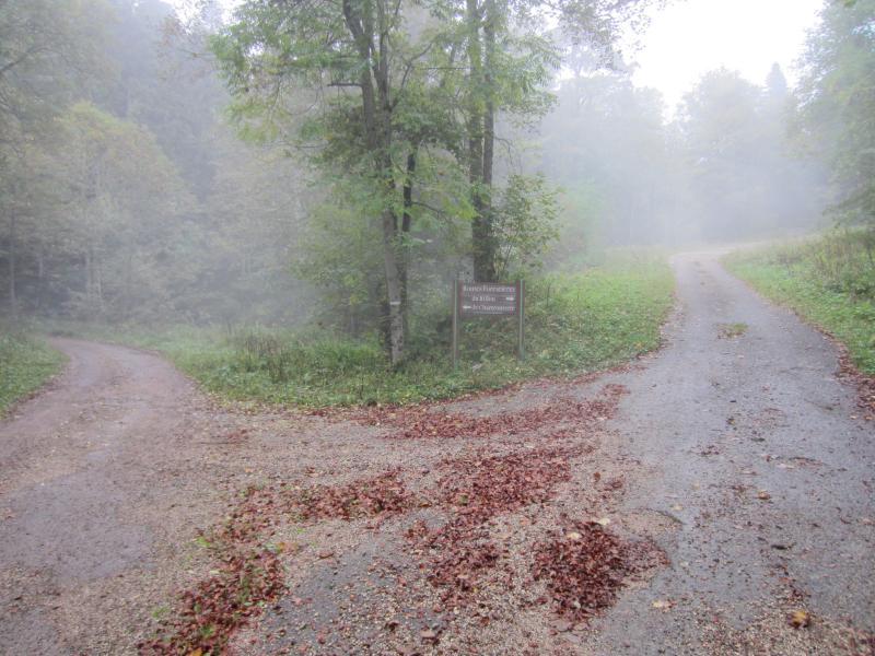Routes forestières