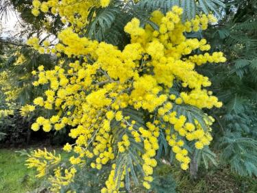 Balade l’après-midi avec Thalie 🐕