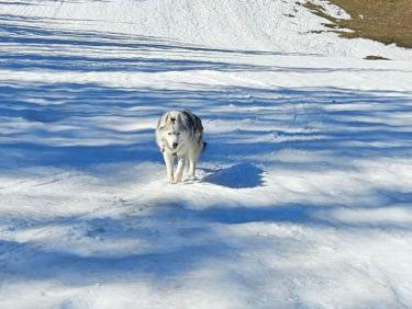 SKIMO 24: Reprise à Combloux
