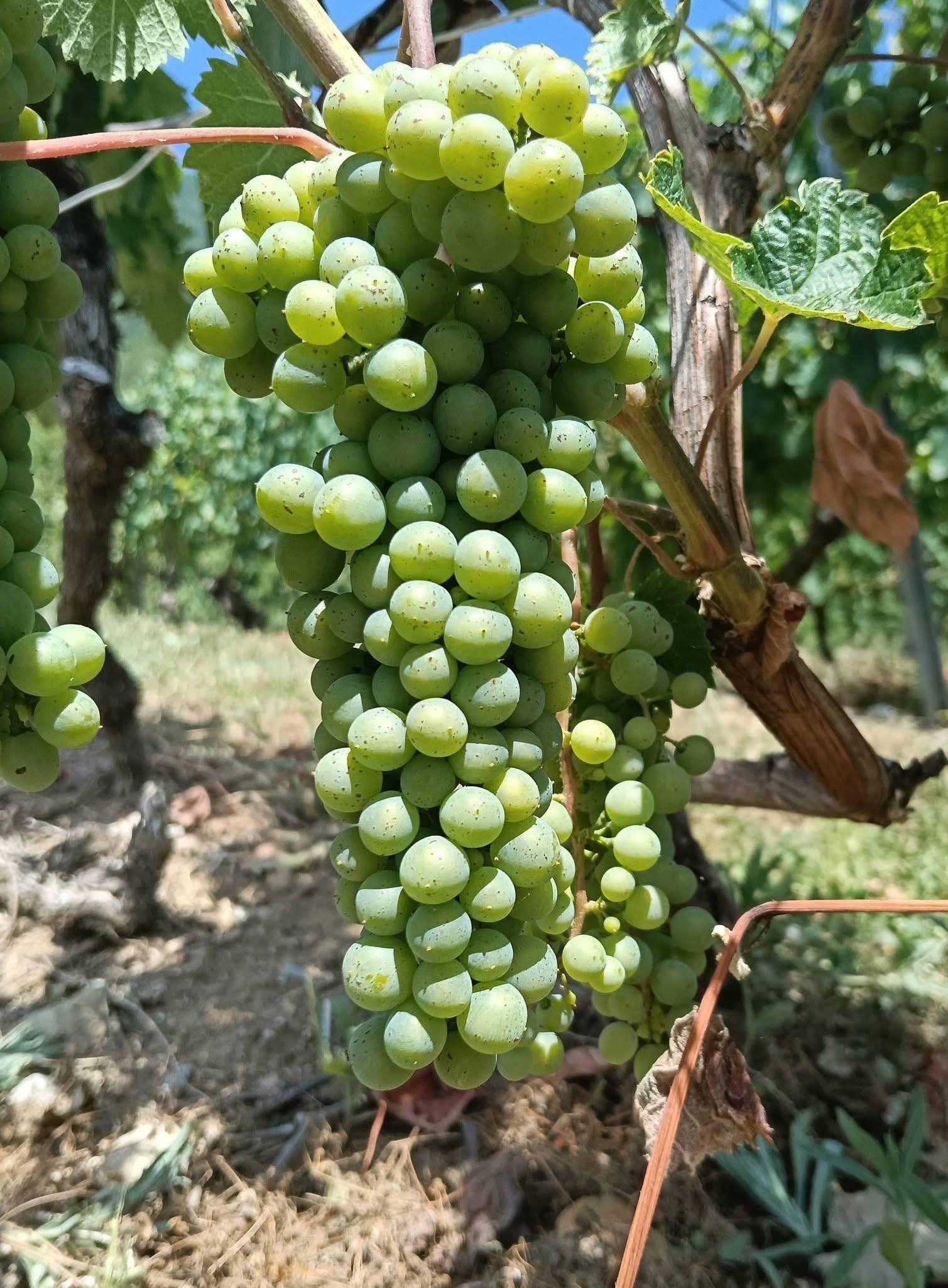 Raisin vert 