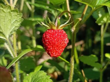Ramène ta fraise !