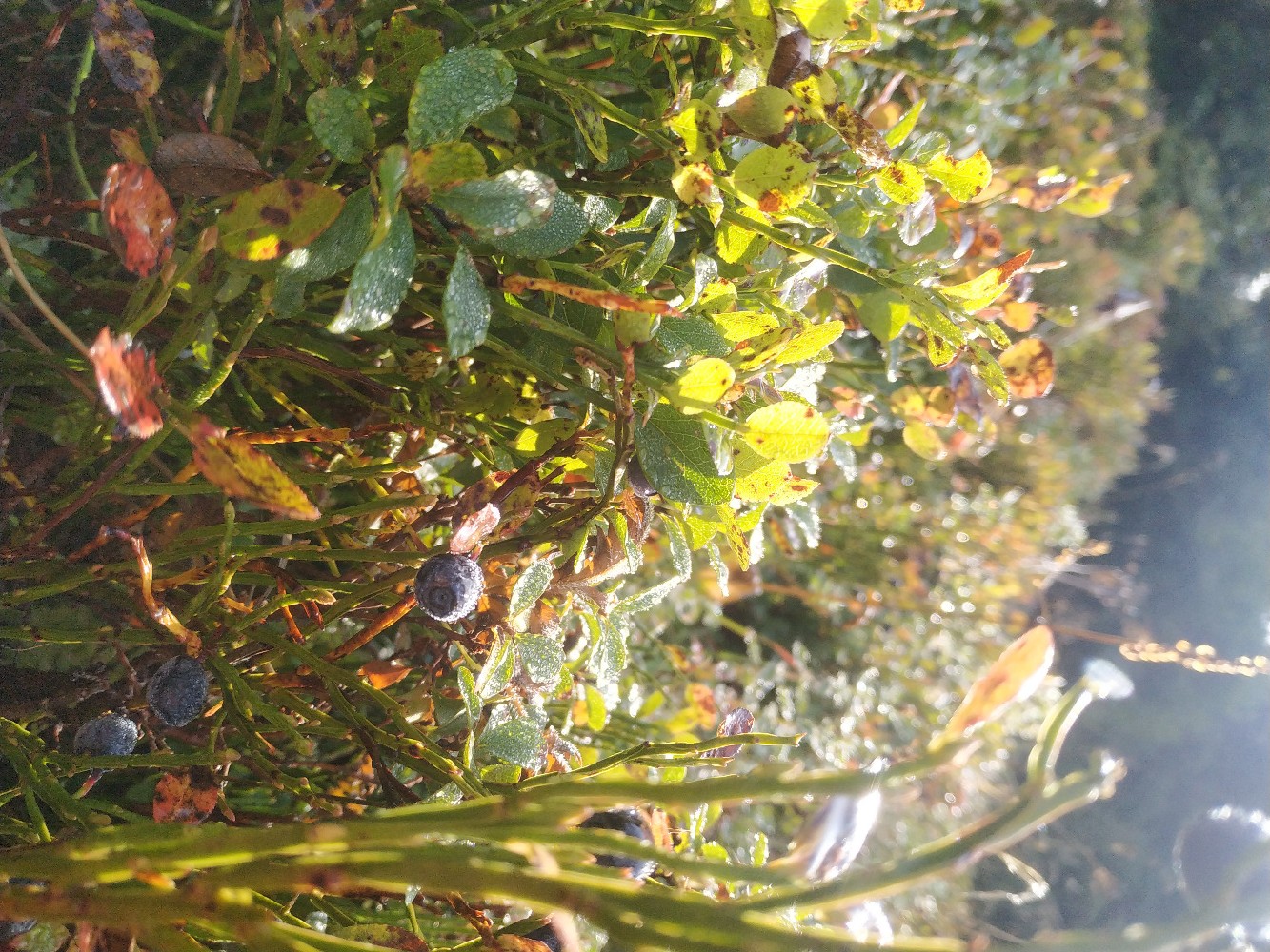 Rando, myrtilles , vol