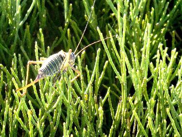 Au sommet, une randonneuse courageuse...