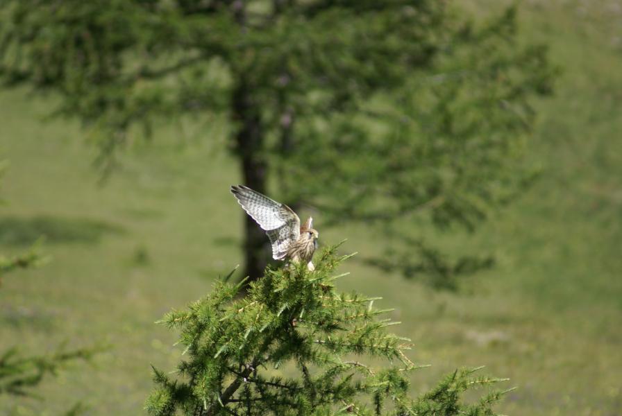 rapace.. à définir !