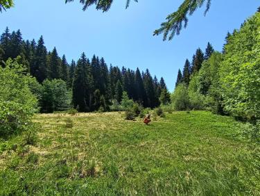 Recherche de plantes carnivores 
