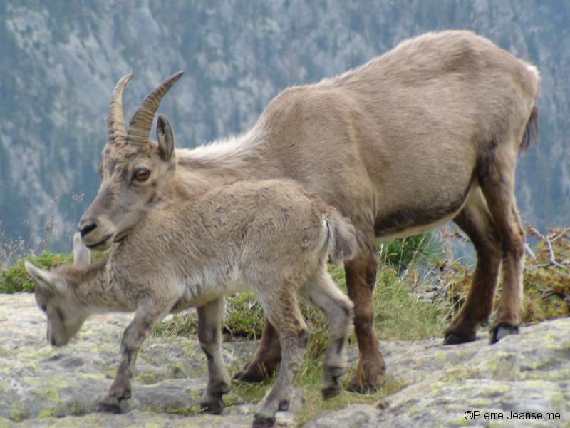 Une étagne protectrice