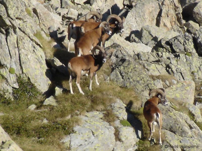 5 beaux mouflons