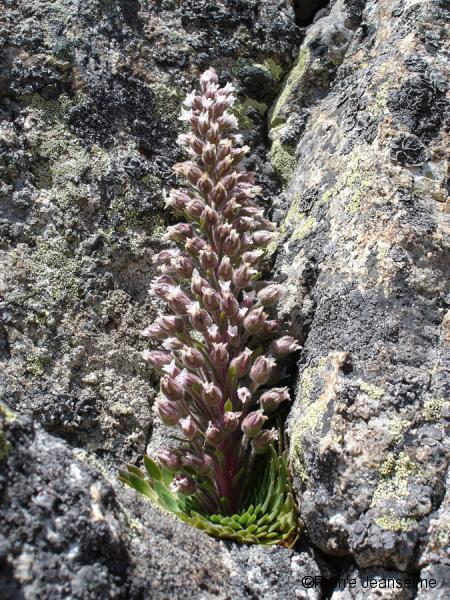 saxifraga florentula