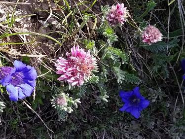 Le sentier est rempli de gentianes 