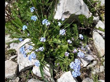 Bleu pale myosotis 