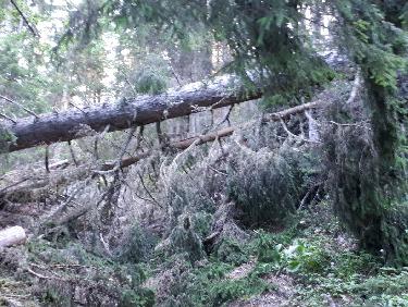 RÃ©sultat de la tempÃªte