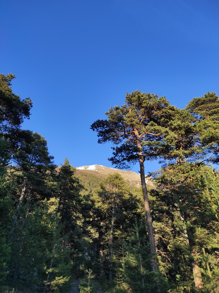 retour : depuis le haut de la route forestiÃ¨re - petite clairiÃ¨re