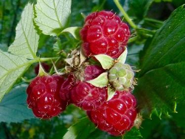 Retour à la montagne