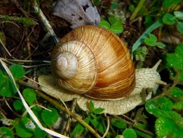 Retour à la montagne