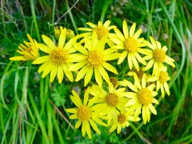 Retour à la montagne