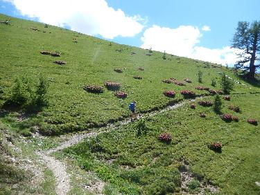 Rhododendrons sous la CrÃªte d&apos;AgnÃ¨s