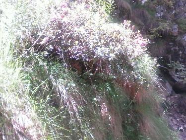 rhodos en dÃ©but de floraison - montÃ©e vers "l&apos;Aiguille"