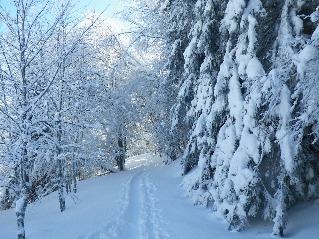 En direction de la Dent du Loup