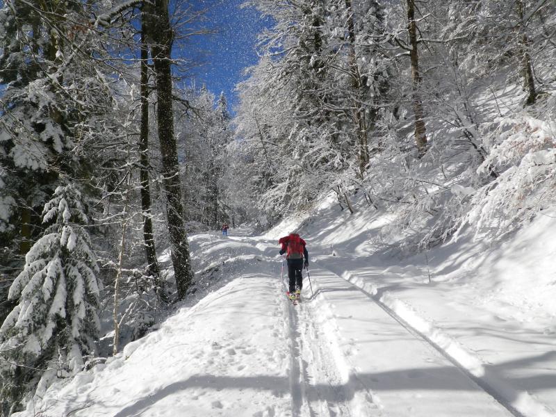 route forestière menant au Habert de Billon