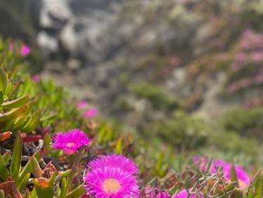 Sentier du littoral - boucle Est