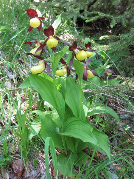 Sabot de Vénus 2