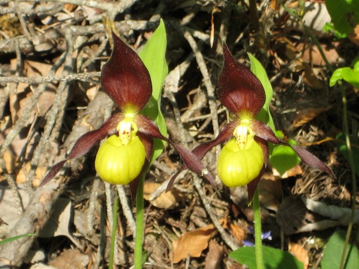 Sabot de Vénus