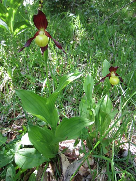 Sabot de Vénus 3