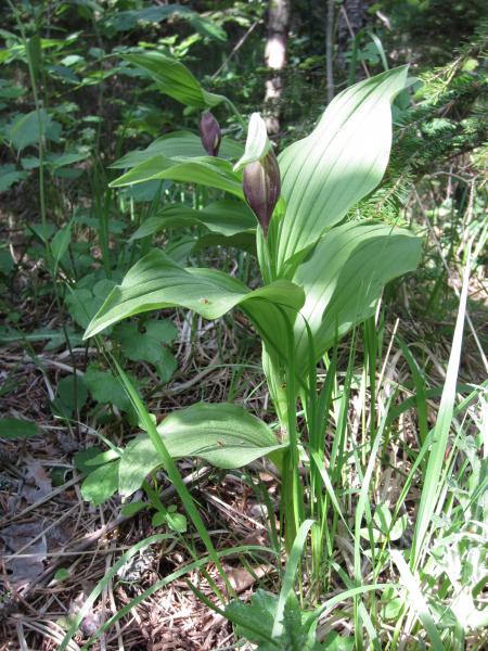 Sabot de Vénus en bouton