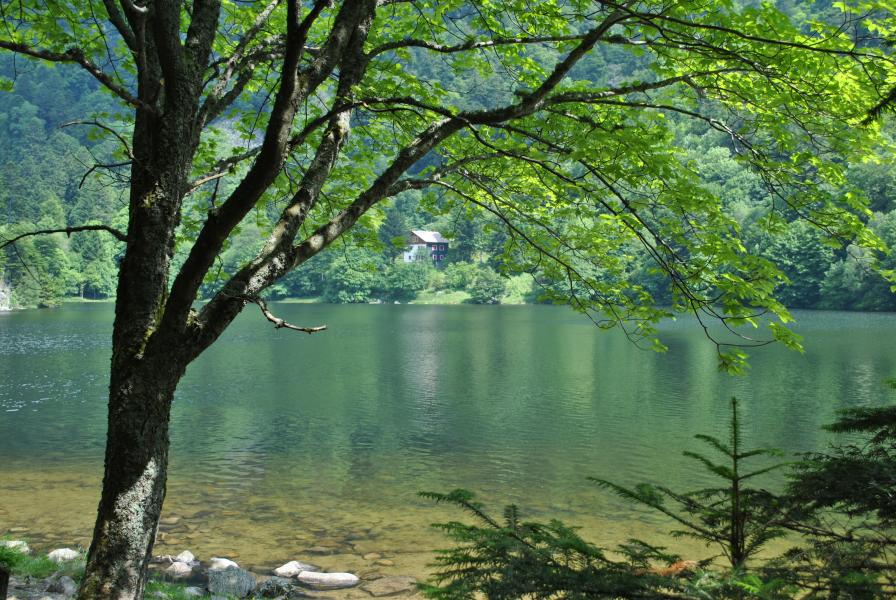 Schiesrothried